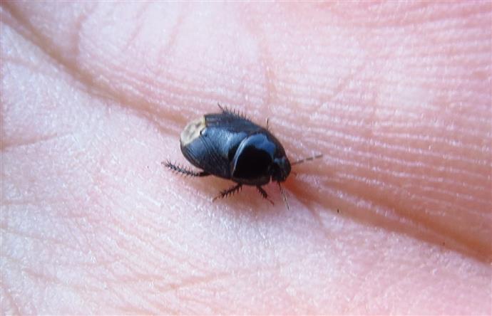 Cydnidae:   Macroscytus brunneus?    No, Geotomus sp.